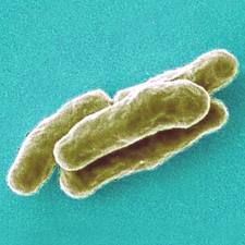 Mycobacteria tuberculous